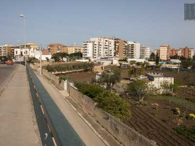 Lama e cammelli nel rione Japigia di Bari